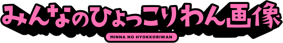 みんなのひょっこりわん画像 MINNA NO HYOKKORIWAN